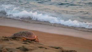 greece-turtle-conservation-volunteer