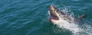 Great white shark project South Africa
