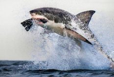 shark breach 
