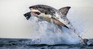 shark breach